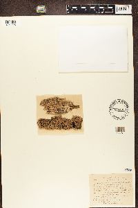 Imshaugia aleurites image