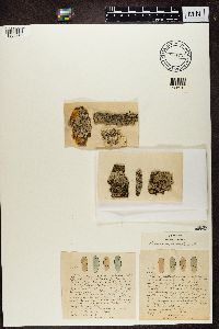 Physcia stellaris image