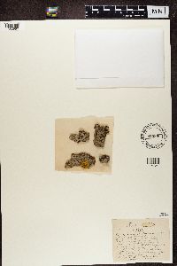 Alyxoria varia image