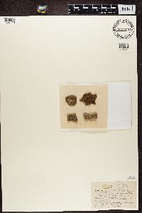 Alyxoria varia image