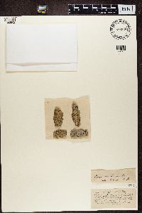 Alyxoria varia image