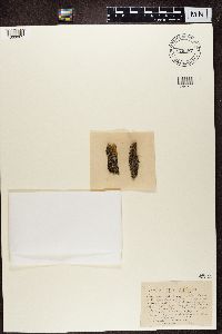 Alyxoria varia image