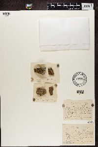 Lecanora polytropa image
