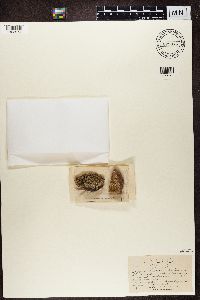 Lecanora trevisanii image