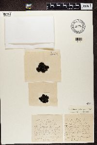 Enchylium polycarpon image