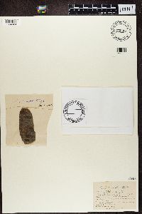 Pyrenula heppii image