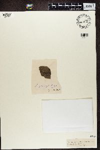 Pyrenula heppii image