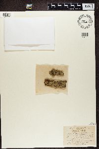 Eopyrenula leucoplaca image