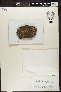 Image of Amygdalaria pelobotrya