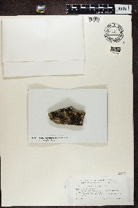 Thumbnail image of current specimen