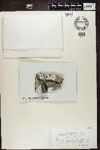 Lecidea umbonata image