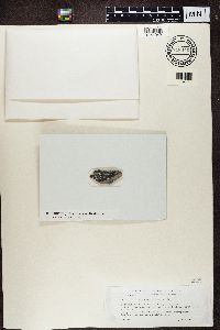 Cecidonia umbonella image