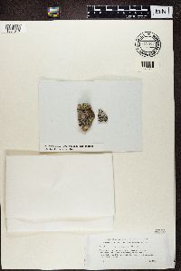 Cecidonia umbonella image