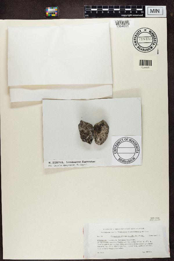 Trapelia obtegens image