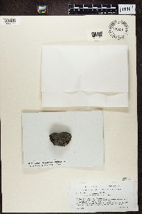 Porpidia crustulata image