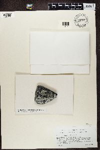 Lecidea auriculata image