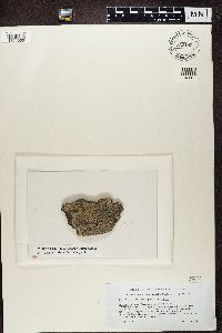 Thumbnail image of current specimen
