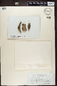 Lecidea plebeja image