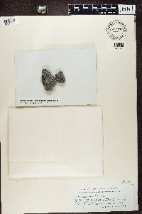 Lecidea speirea image