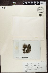 thumbnail image of current specimen