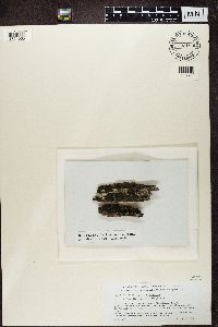 Micarea lignaria image