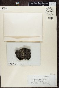 Rhizocarpon disporum image