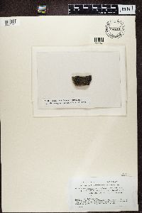 Ropalospora lugubris image