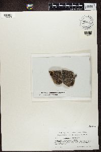 Thumbnail image of current specimen