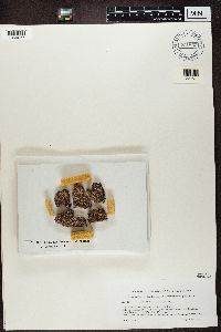 Media resource of Cryptodiscus pallidus