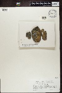 Lecidea pilati image