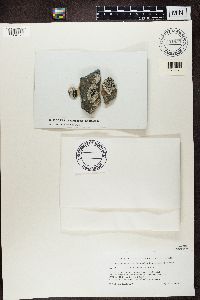 Lecidea tessellata image