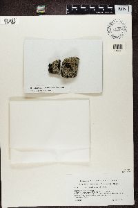 Lecidea tessellata image