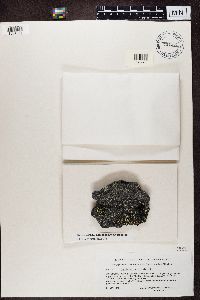 Cecidonia umbonella image