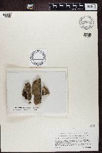 Image Associated With the Occurrence