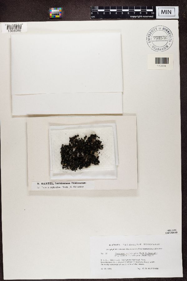 Psorula rufonigra image
