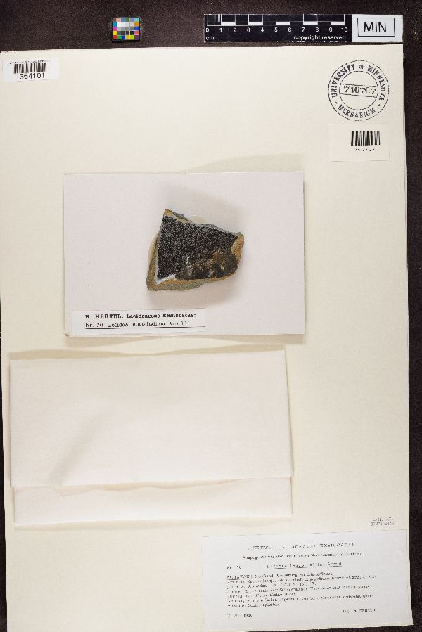 Lecidea leucothallina image