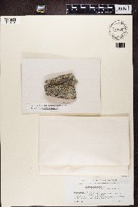 Cecidonia umbonella image