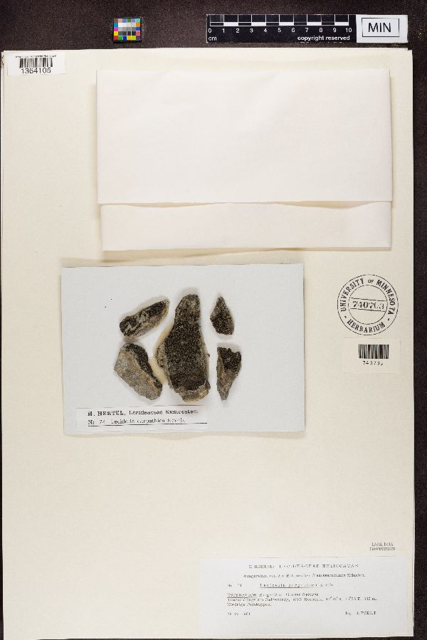 Lecidea carpathica image