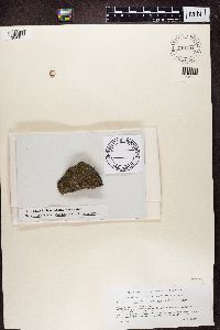 Lecidella stigmatea image