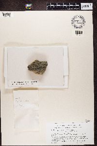 Porpidia crustulata image