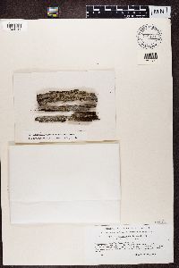 Hypocenomyce scalaris image