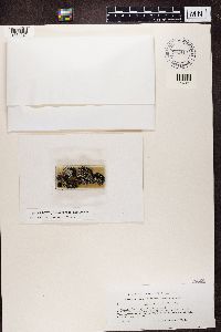 Lecidea ramulosa image