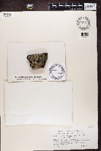 Lecidella stigmatea image