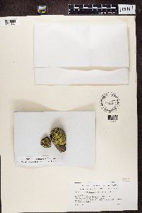 Rhizocarpon geographicum image