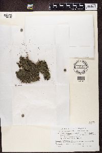 Trapeliopsis granulosa image