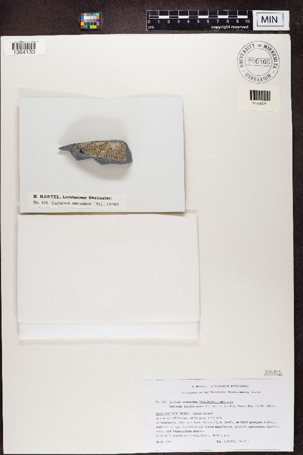 Carbonea assentiens image