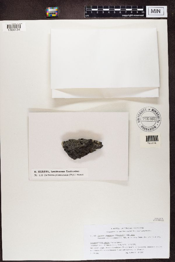 Carbonea phaeostoma image