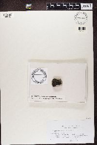 Catillaria atomarioides image