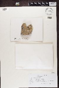 thumbnail image of current specimen