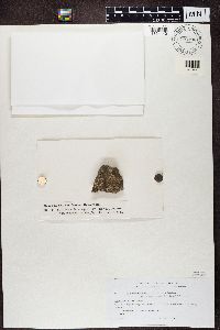 thumbnail image of current specimen